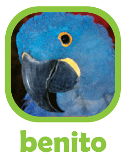 Benito, hyacinth macaw