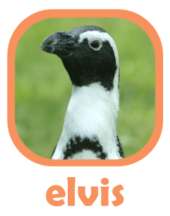 Elvis, African penguin