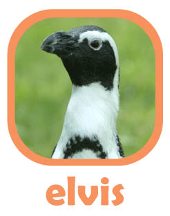 CLICK to select Elvis, an African penguin