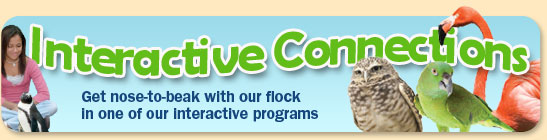 Get nose-to-beak with our flock in one of our interactive programs