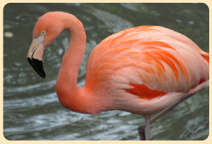 Photo: flamingo