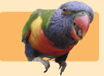 Photo: rainbow lorikeet