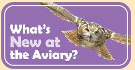 Graphic link to What's New at the Aviary