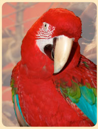 Image: Birthday Parrot