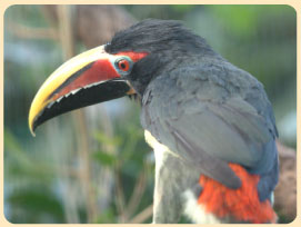 Image: Birthday Toucan