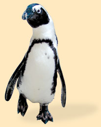 Image: Penguin Connection