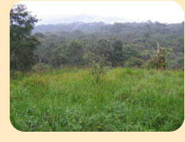 Photo: Andean Forests of Ecuador