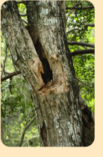 Photo: Destroyed nest cavity; photo by Eladio Fernandez