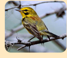 Photo: Prairie Warbler